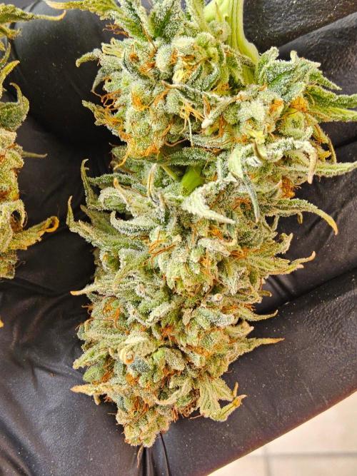 Amnesia go fast. Week 15