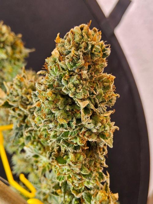 Amnesia go fast. Week 15