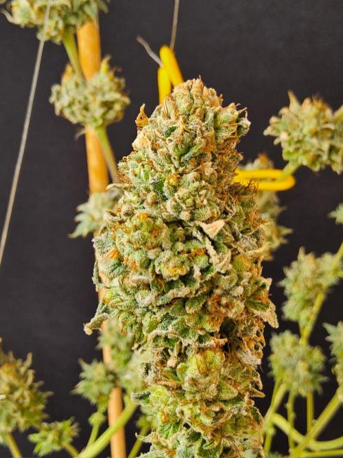 Amnesia go fast. Week 15