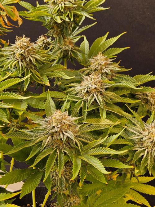 Mexican Sativa. Week 15