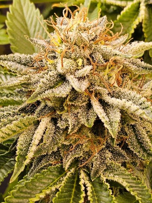 Mexican Sativa. Week 15