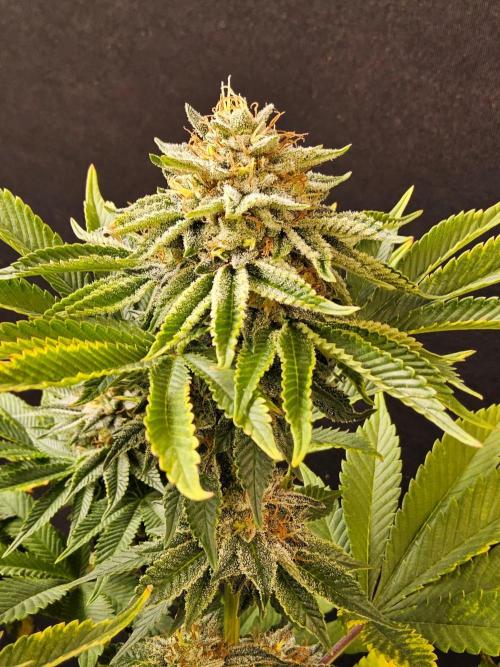 Mexican Sativa. Week 15