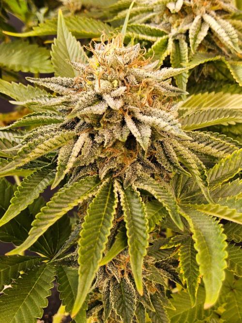 Mexican Sativa. Week 15