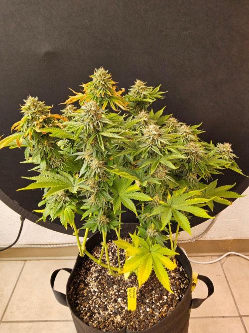 Mexican Sativa. Week 15