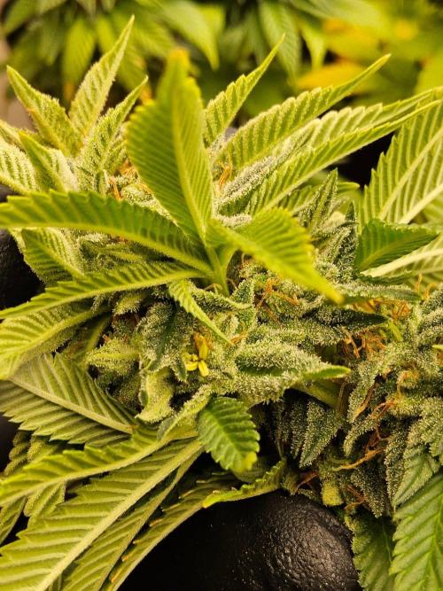 Mexican Sativa. Week 15