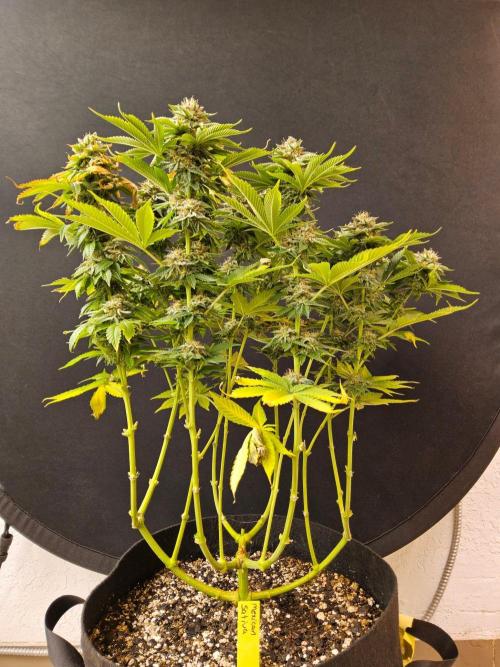 Mexican Sativa. Week 15