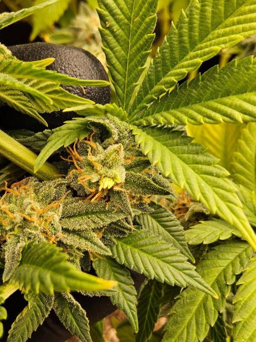 Mexican Sativa. Week 15