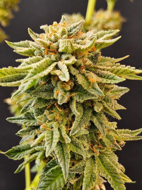 Mexican Sativa. Week 15