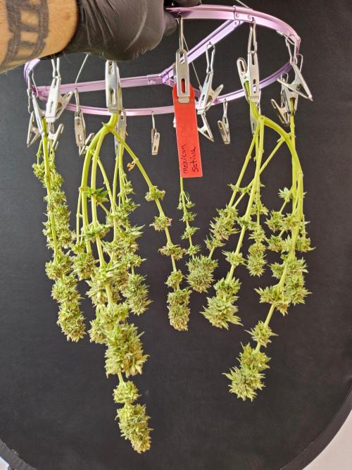 Mexican Sativa. Week 15