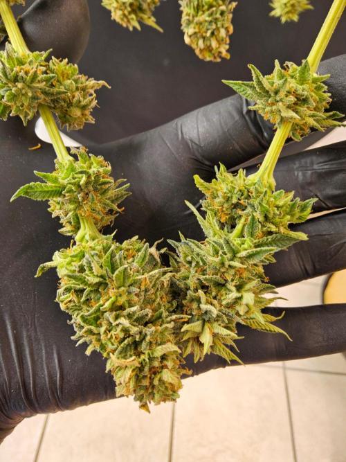 Mexican Sativa. Week 15