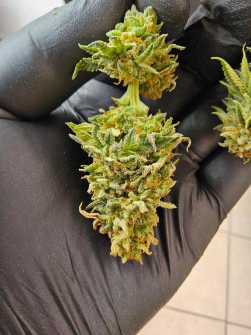 Mexican Sativa. Week 15