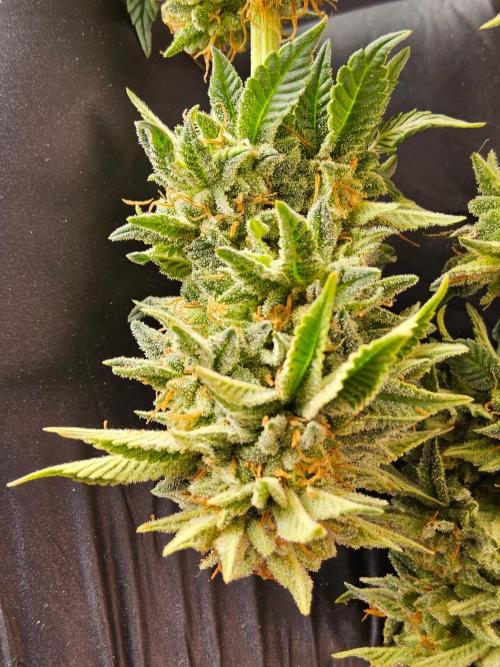 Mexican Sativa. Week 15
