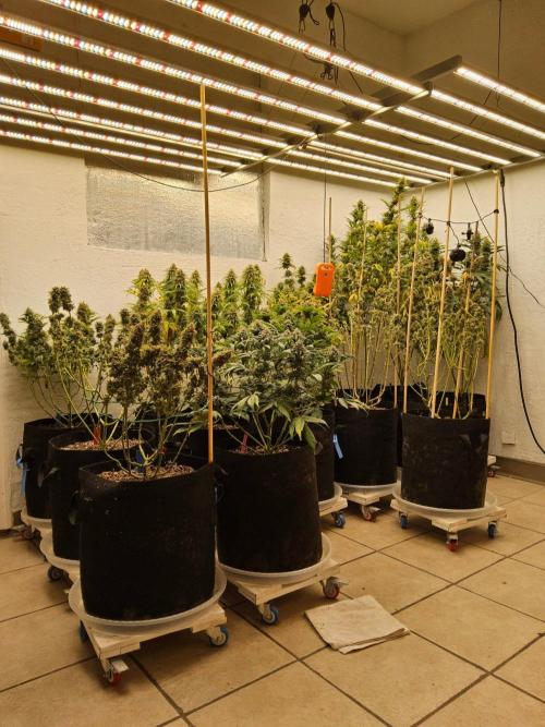 Mexican Sativa. Week 15