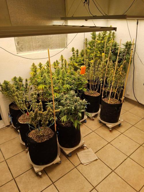 Mexican Sativa. Week 15