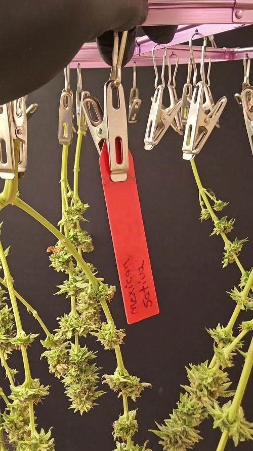 Mexican Sativa