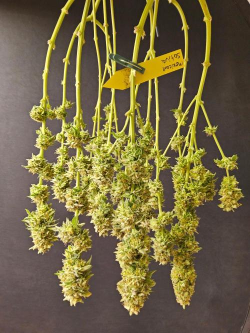 Mexican Sativa. Week 16