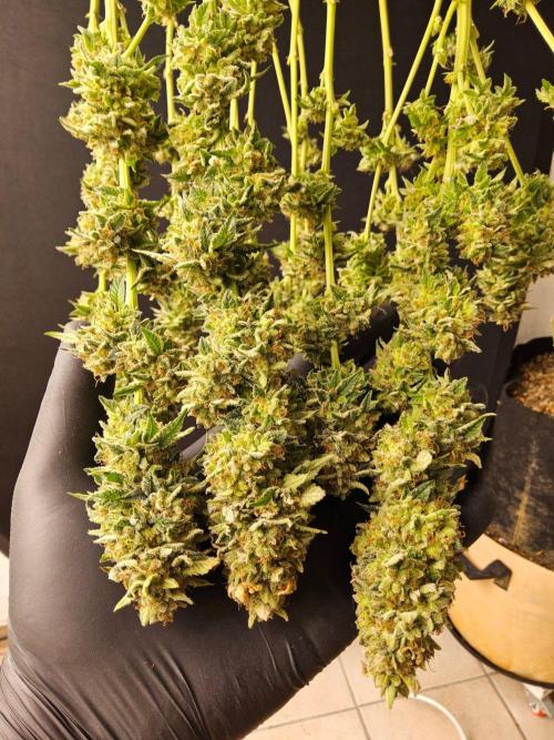 Mexican Sativa. Week 16