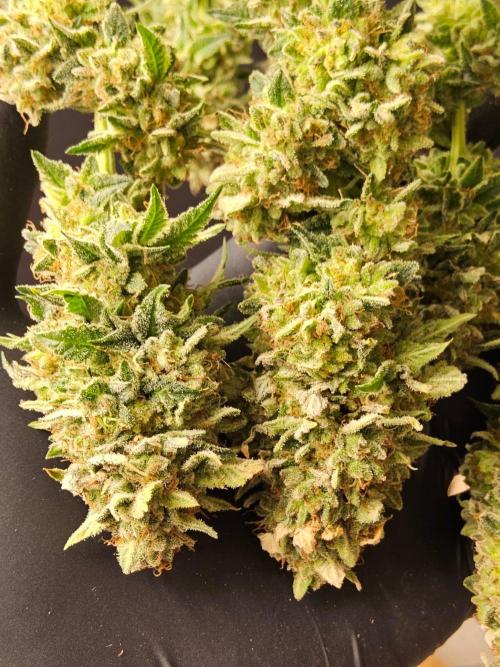 Mexican Sativa. Week 16