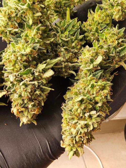 Mexican Sativa. Week 16