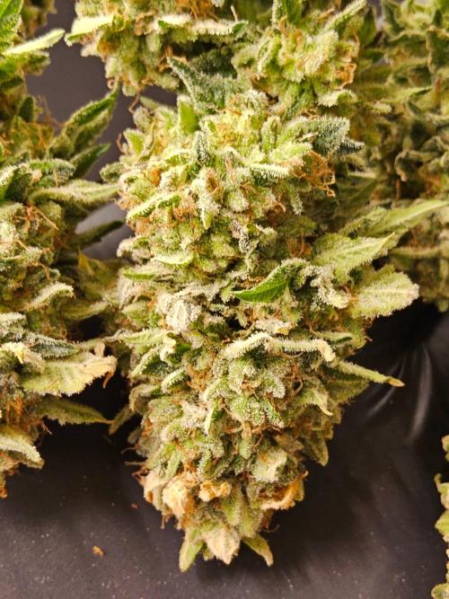 Mexican Sativa. Week 16
