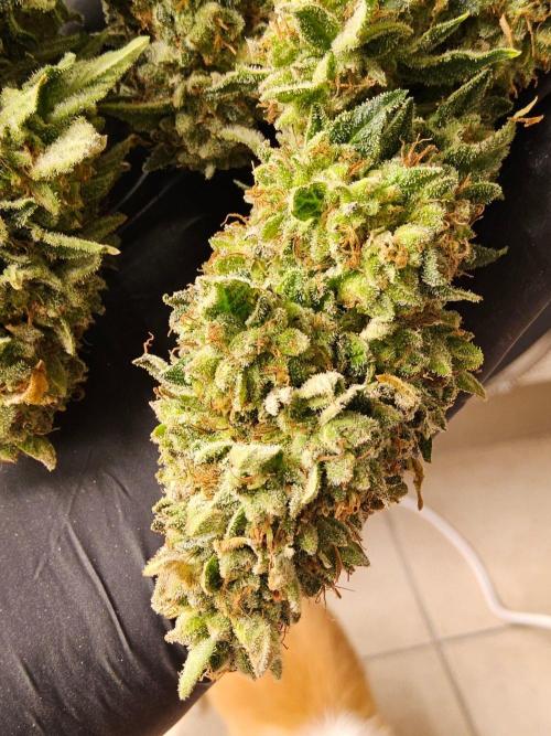 Mexican Sativa. Week 16