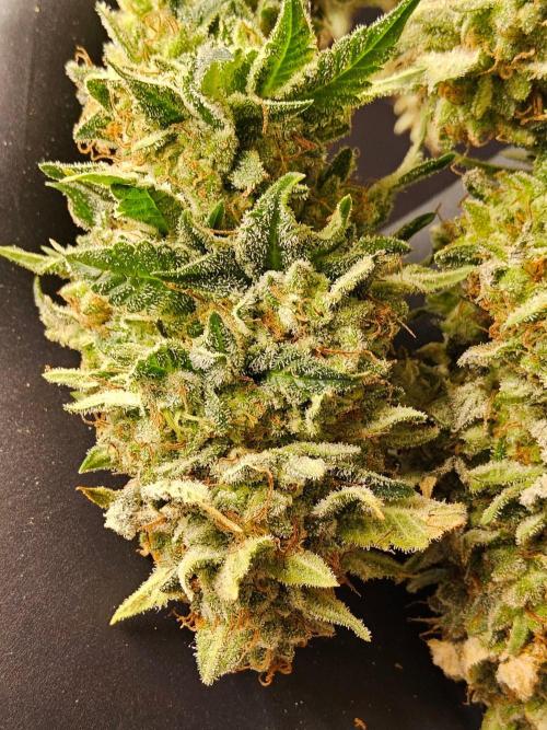 Mexican Sativa. Week 16