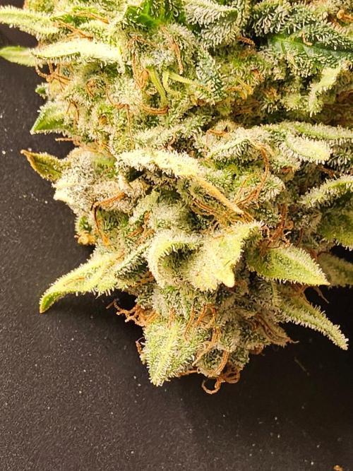 Mexican Sativa. Week 16