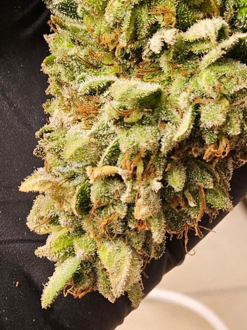 Mexican Sativa. Week 16