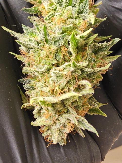 Mexican Sativa. Week 16