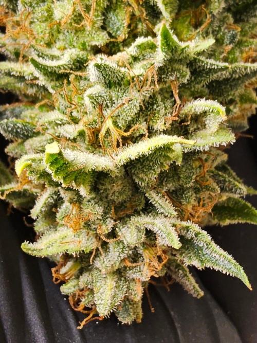 Mexican Sativa. Week 16
