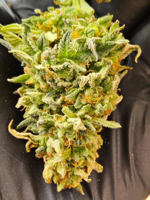Mexican Sativa. Week 16