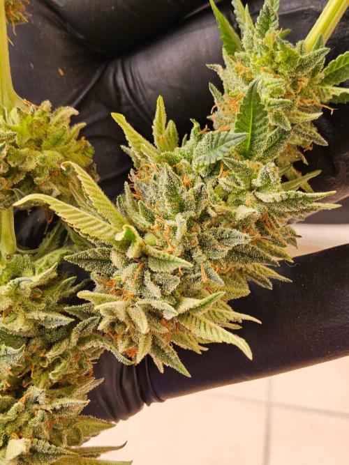 Mexican Sativa. Week 16