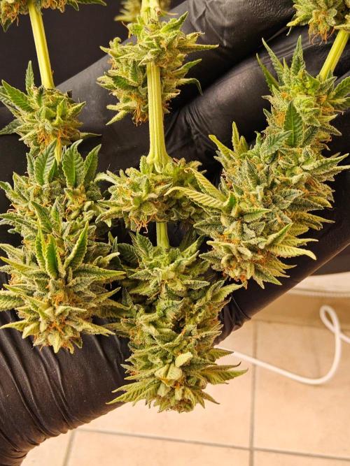 Mexican Sativa. Week 16