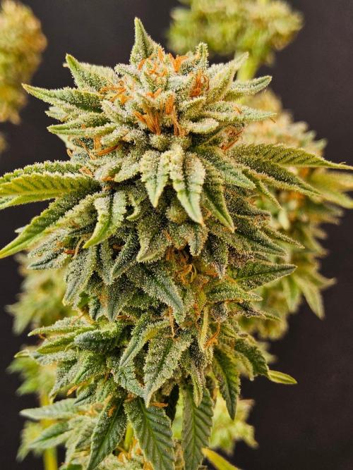Mexican Sativa. Week 16