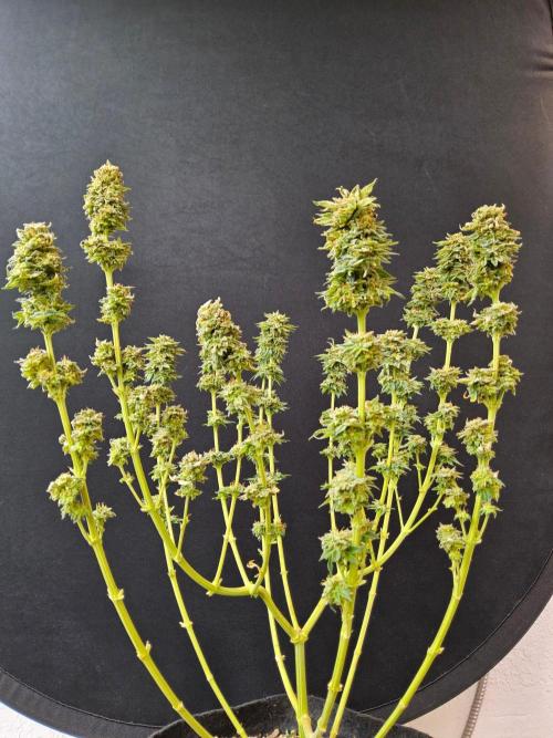 Mexican Sativa. Week 16