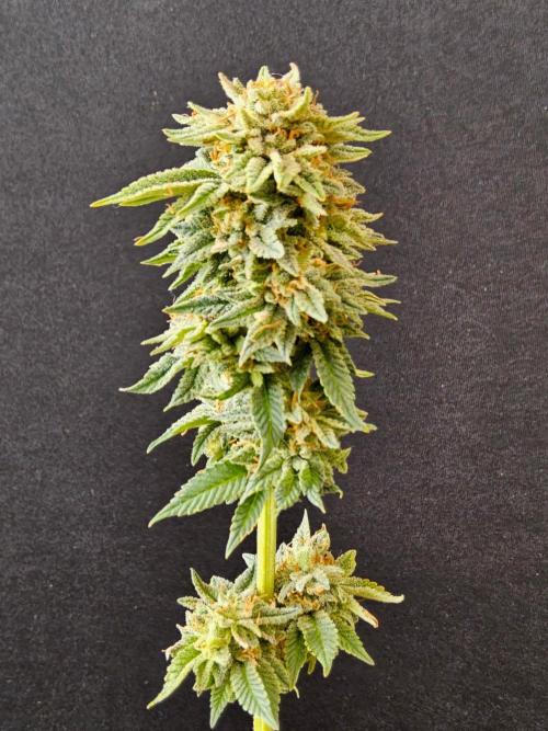 Mexican Sativa. Week 16