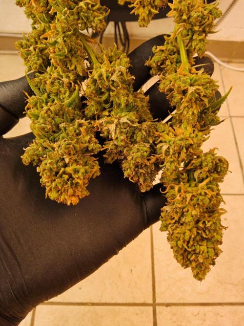 Amnesia go fast. Week 16