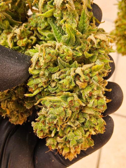 Amnesia go fast. Week 16