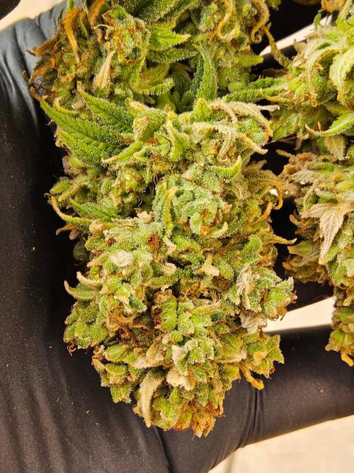 Amnesia go fast. Week 16