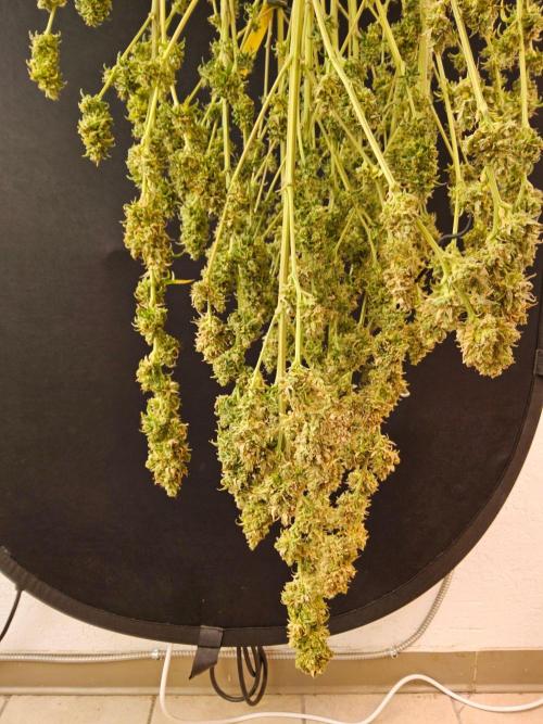 Amnesia go fast. Week 16