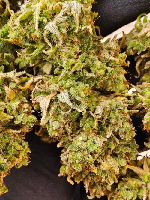 Amnesia go fast. Week 16