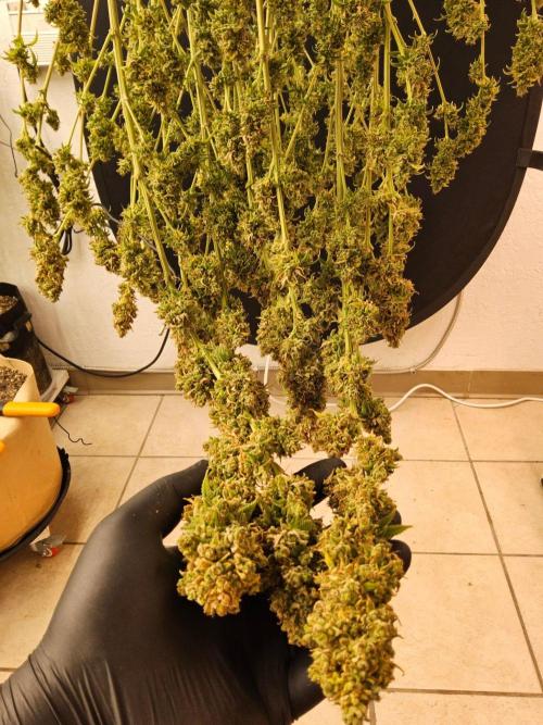 Amnesia go fast. Week 16