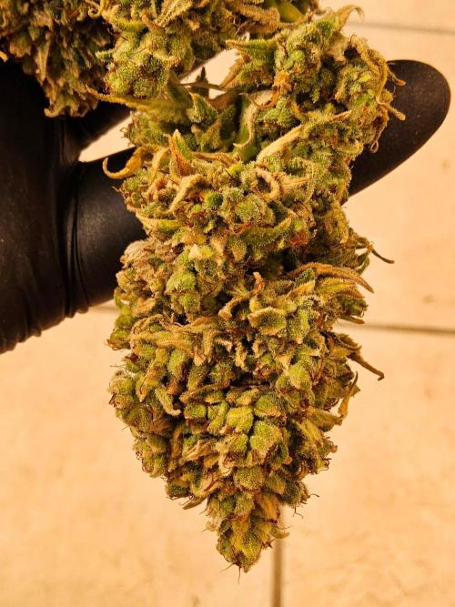 Amnesia go fast. Week 16