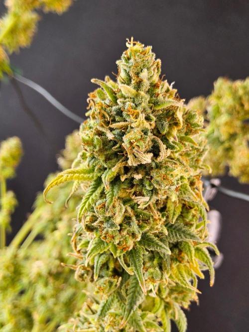 Amnesia go fast. Week 16