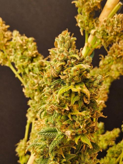Amnesia go fast. Week 16