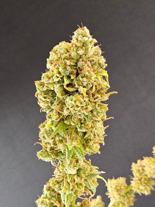 Amnesia go fast. Week 16