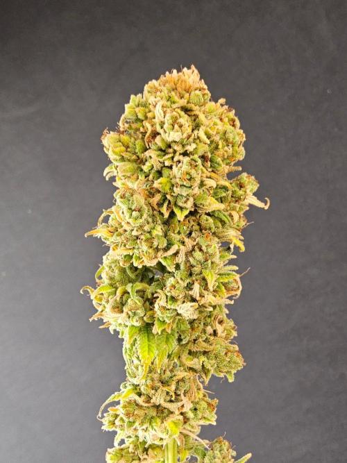 Amnesia go fast. Week 16