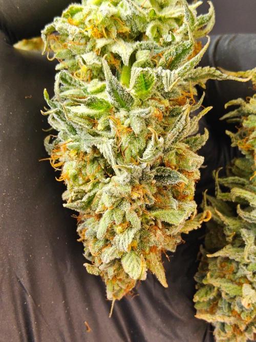 Amnesia go fast. Week 16