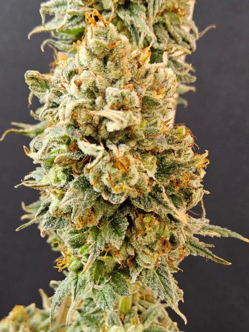 Amnesia go fast. Week 16
