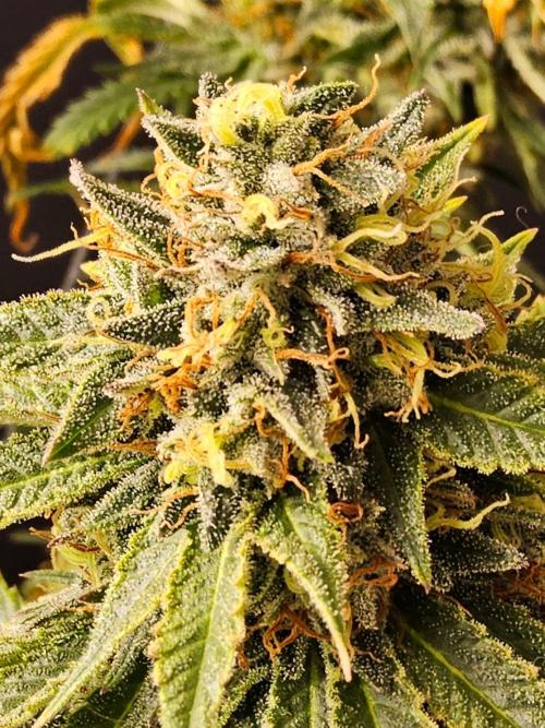 Bubba Seedsman. Week 16
